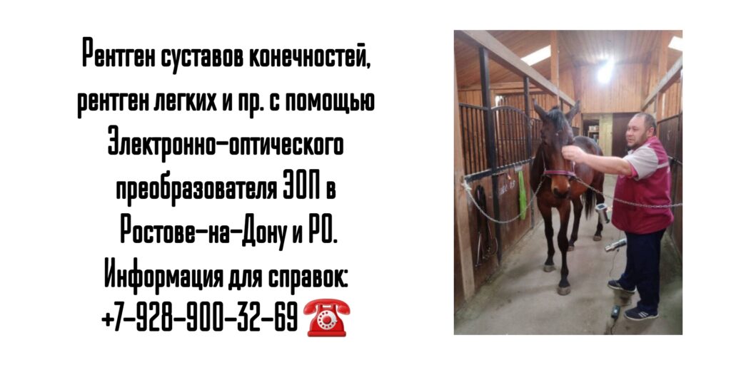 Выездной рентген (ЭОП) для животных в Ростове-на-Дону и РО 