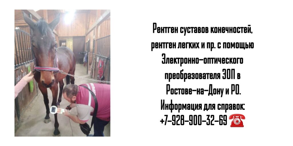 Выездной рентген (ЭОП) для животных в Ростове-на-Дону и РО 